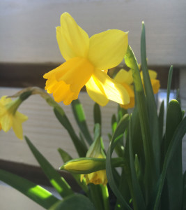 Spring daffodils